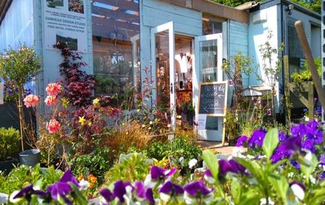 Damhead Nursery + Edinburgh cut flowers cover image