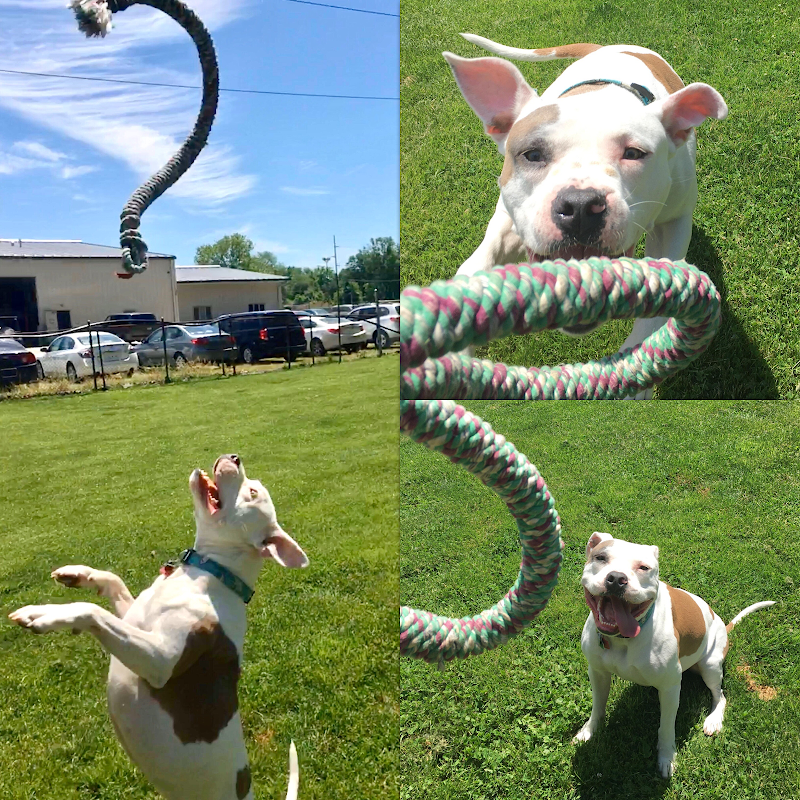 Central Kennels cover image