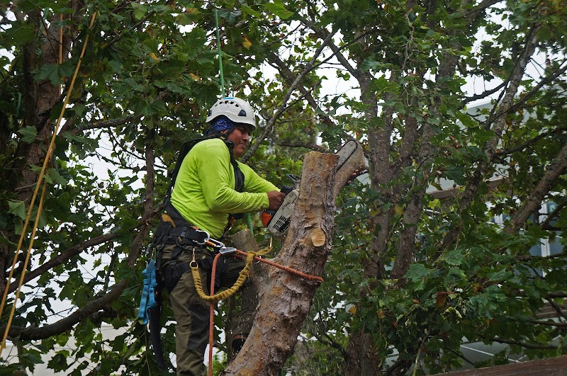 Arborist Now cover image