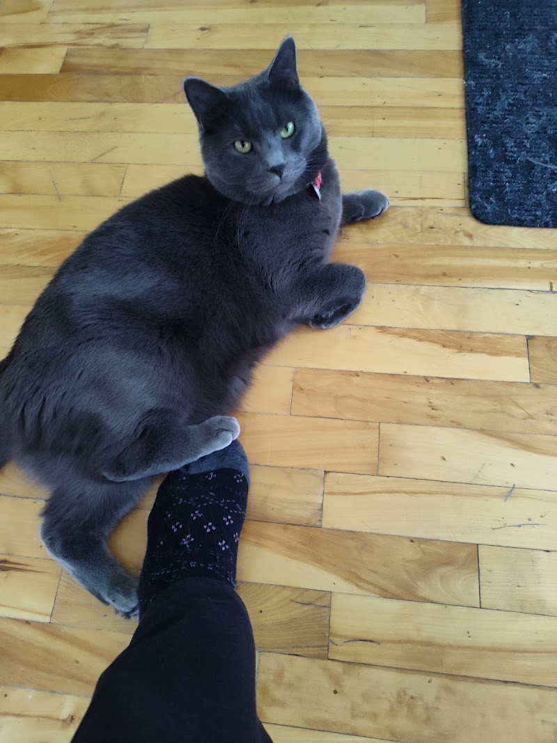 Veterinary clinic Old Limoilou inc. cover image