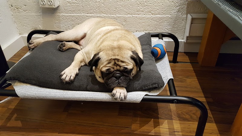 Petite Paws Playcare cover image