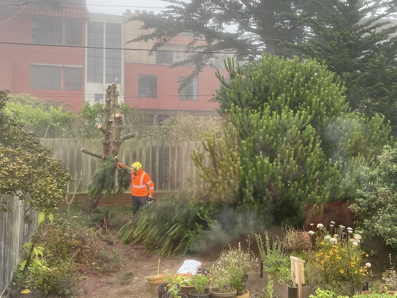 New Sky Tree Service cover image