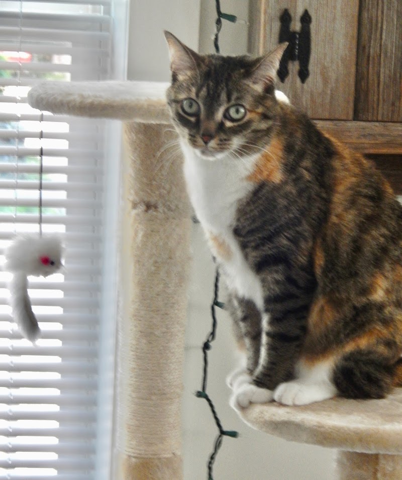 Must Love Petz LLC cover image