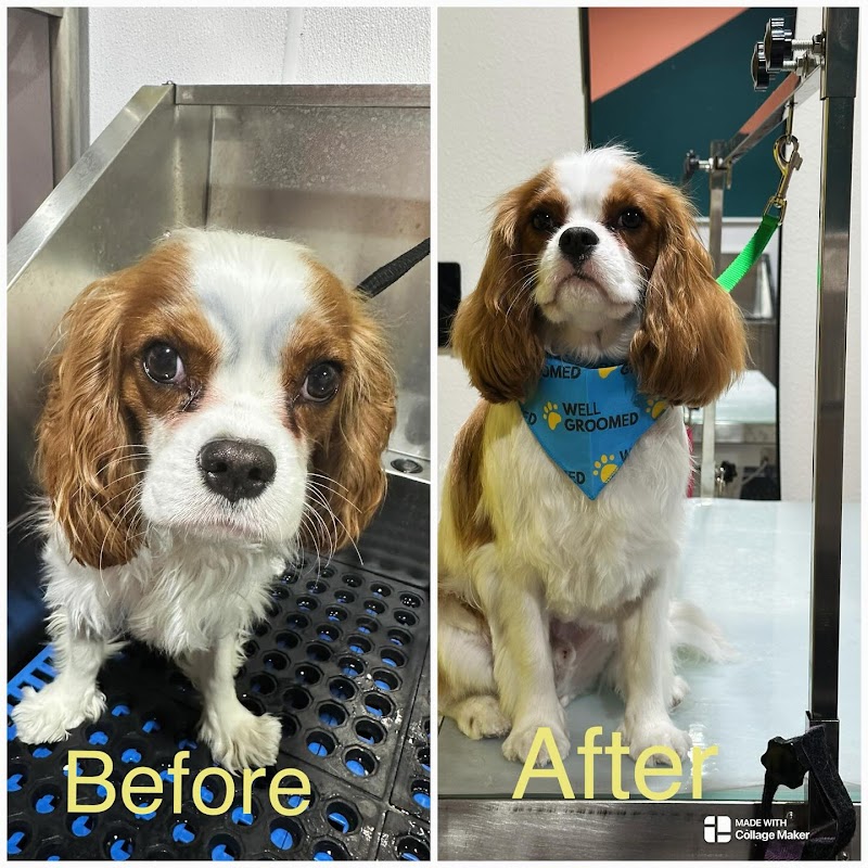 Well Groomed Pets - Henderson cover image