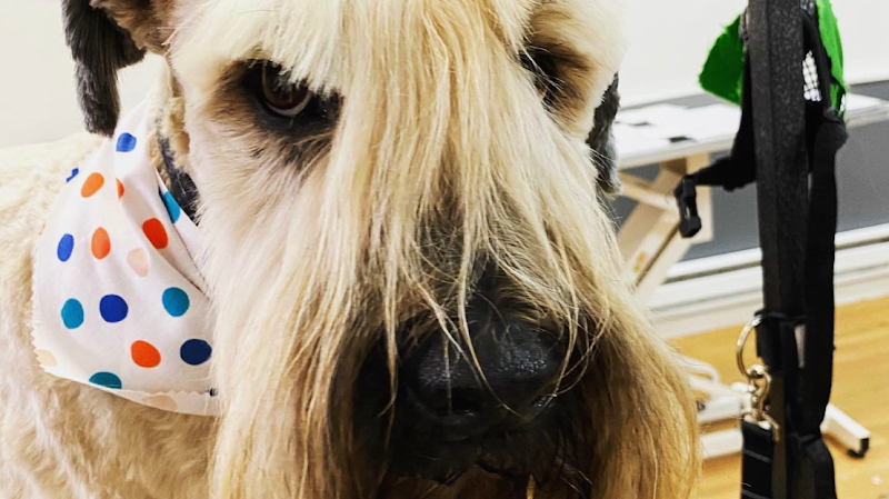 Platinum Pooch Grooming & International Dog Spa - Old Brooklyn cover