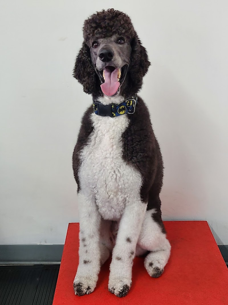 Poils, Moustaches et cie cover image