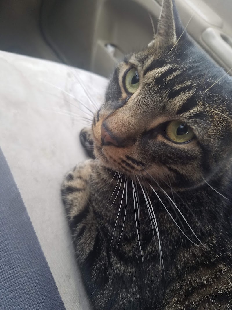 Whitehall Animal Hospital Inc cover image