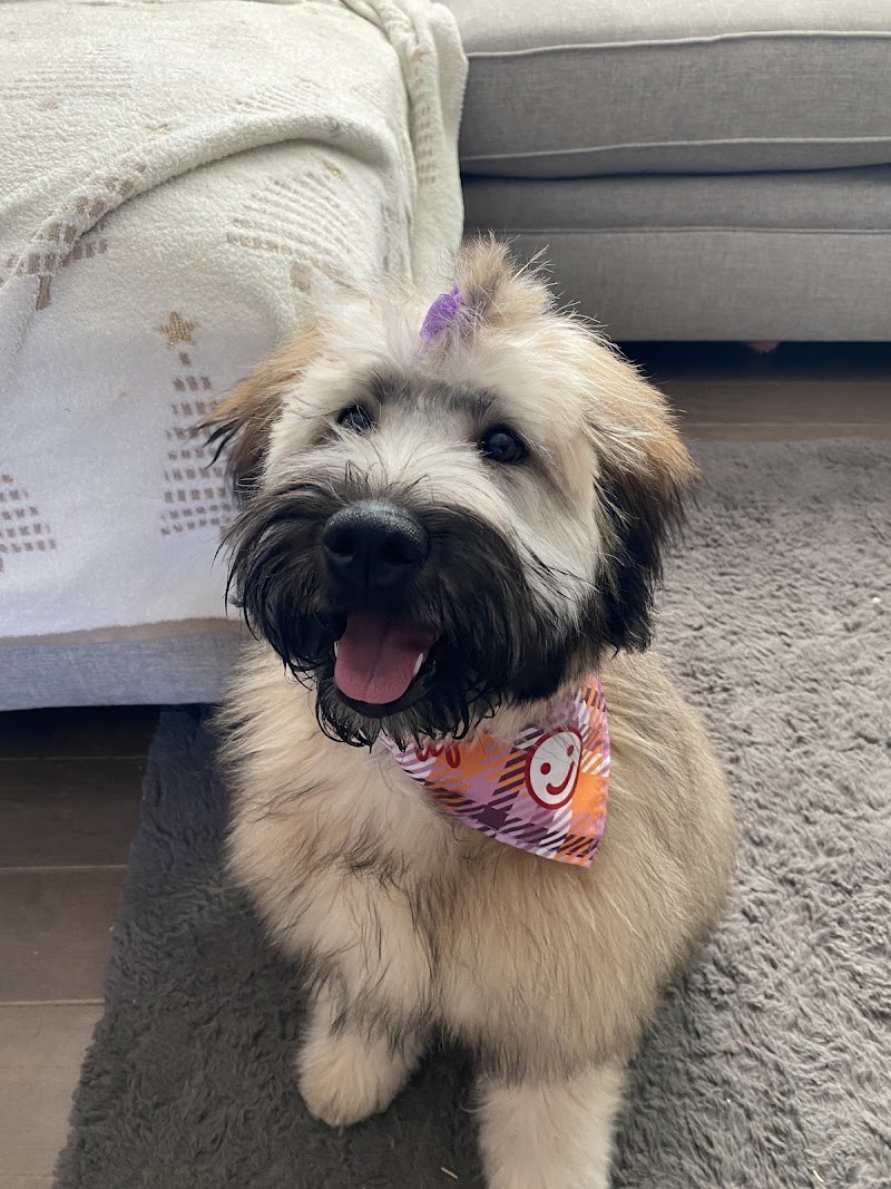 The Salon Furever Pets cover image