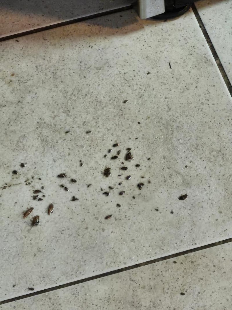 Pestigo Pest Control Hamilton cover image