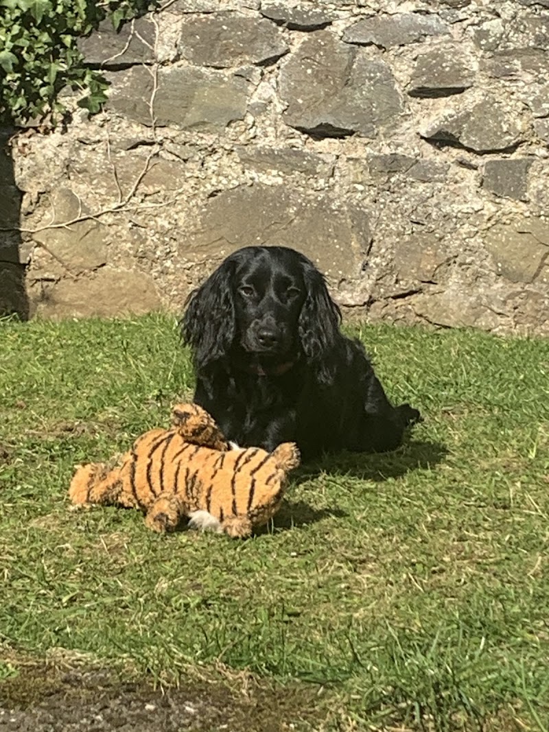 The Woofy Wash Company - Dog Grooming Parlour cover image