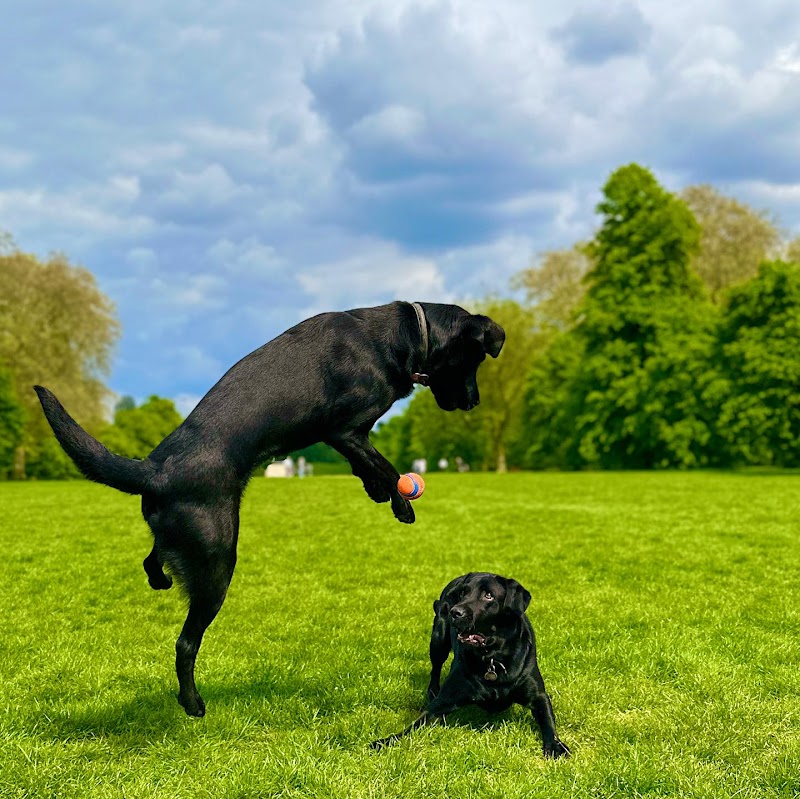 VolPets London - Professional Dog Walking & Training cover image