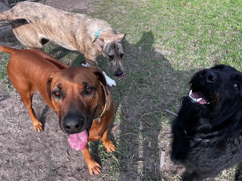 Hunter Dog Centre cover image