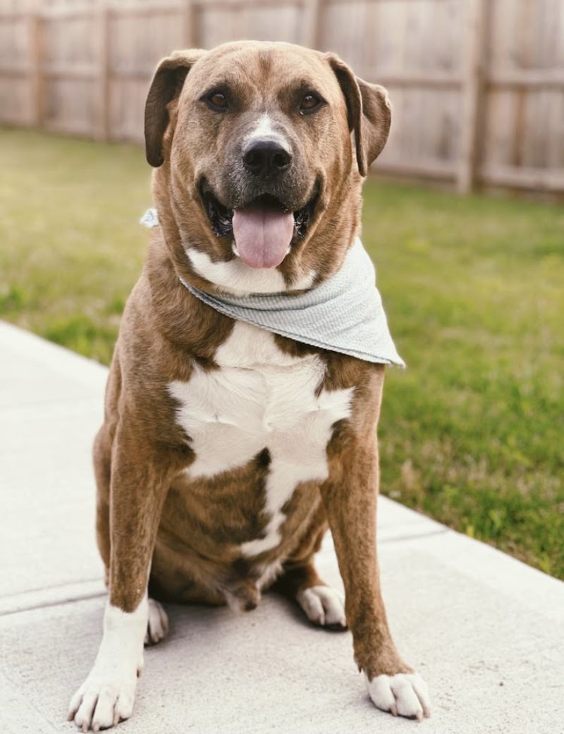 The Shaggy Shack cover image