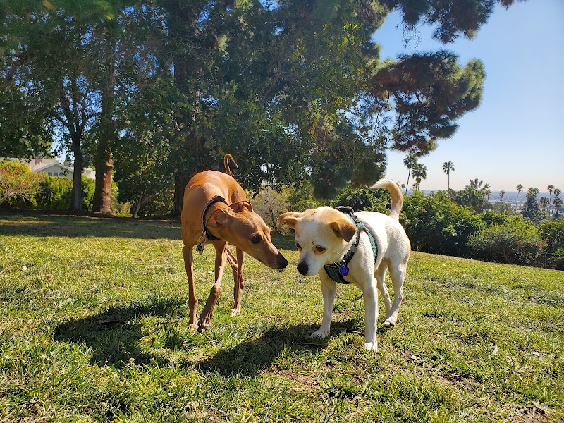 Lucky Dog Walking Services Los Angeles cover image