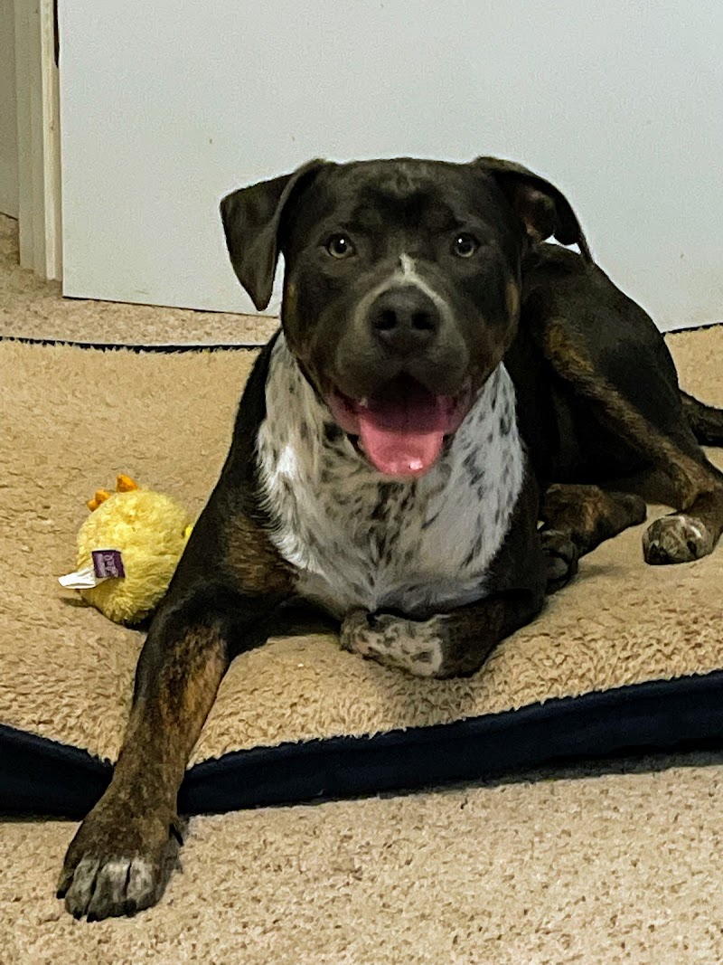 Eastside Veterinary Clinic cover