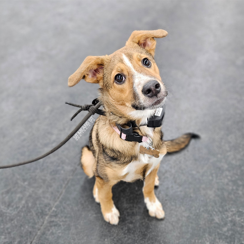 Sit Means Sit Dog Training Pittsburgh cover image