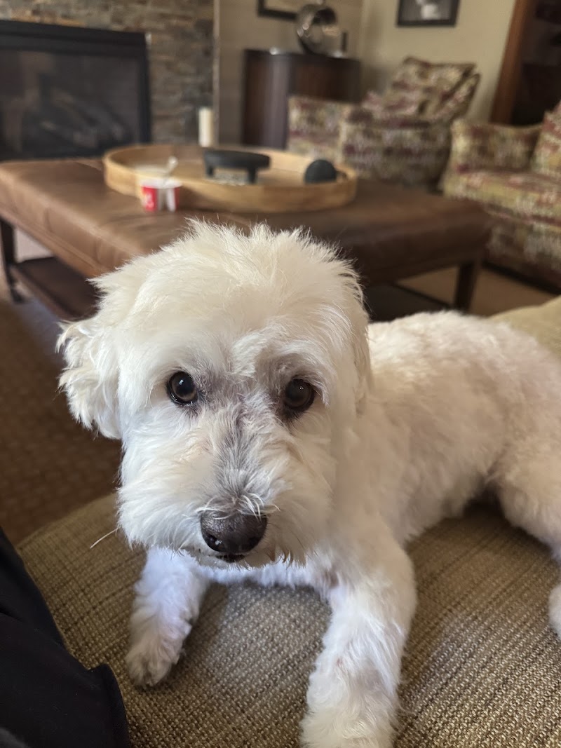 Mobile Pet Grooming cover image