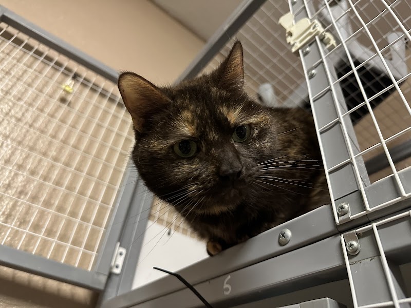 Spa For Paws cover image