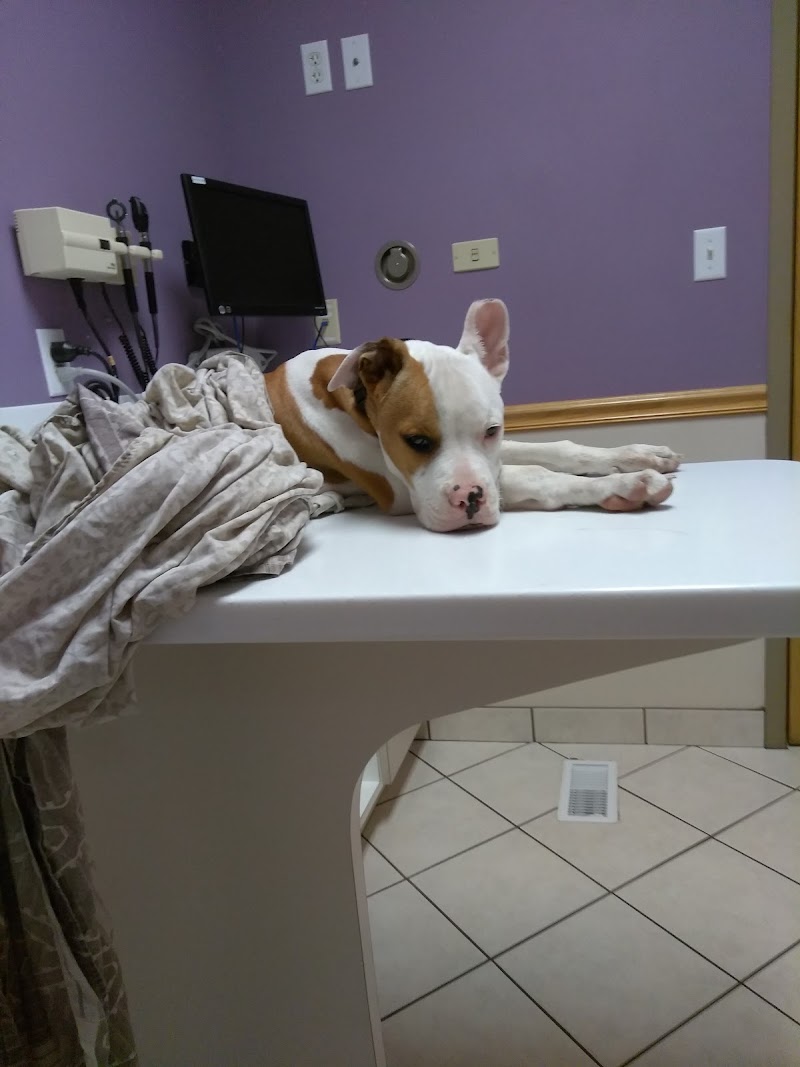 Noah's Animal Hospital & 24 HR Emergency Center cover image