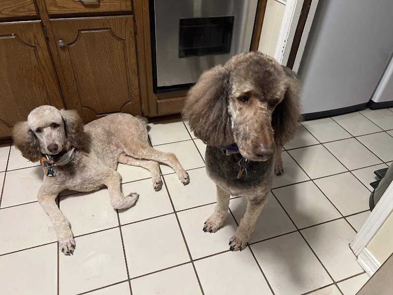 Diamond Dog Pet Salon & Spa cover image