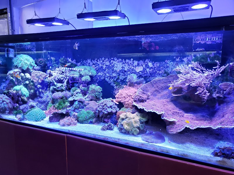 The Love Aquarium cover image