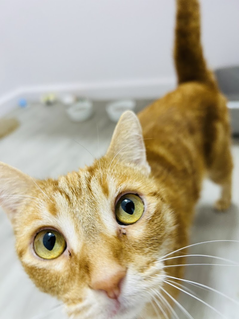 Pounce Hawaii cover image