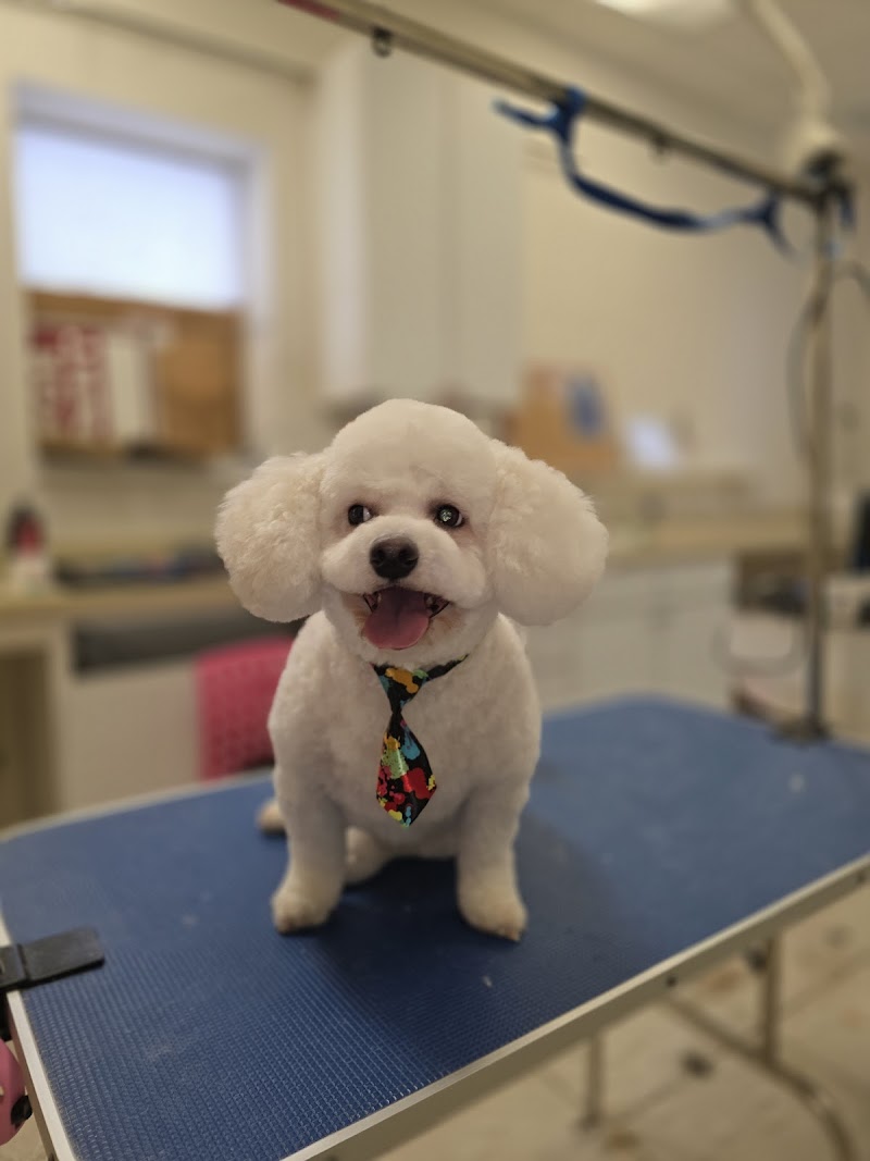 D'Pelos Pet Groomer cover