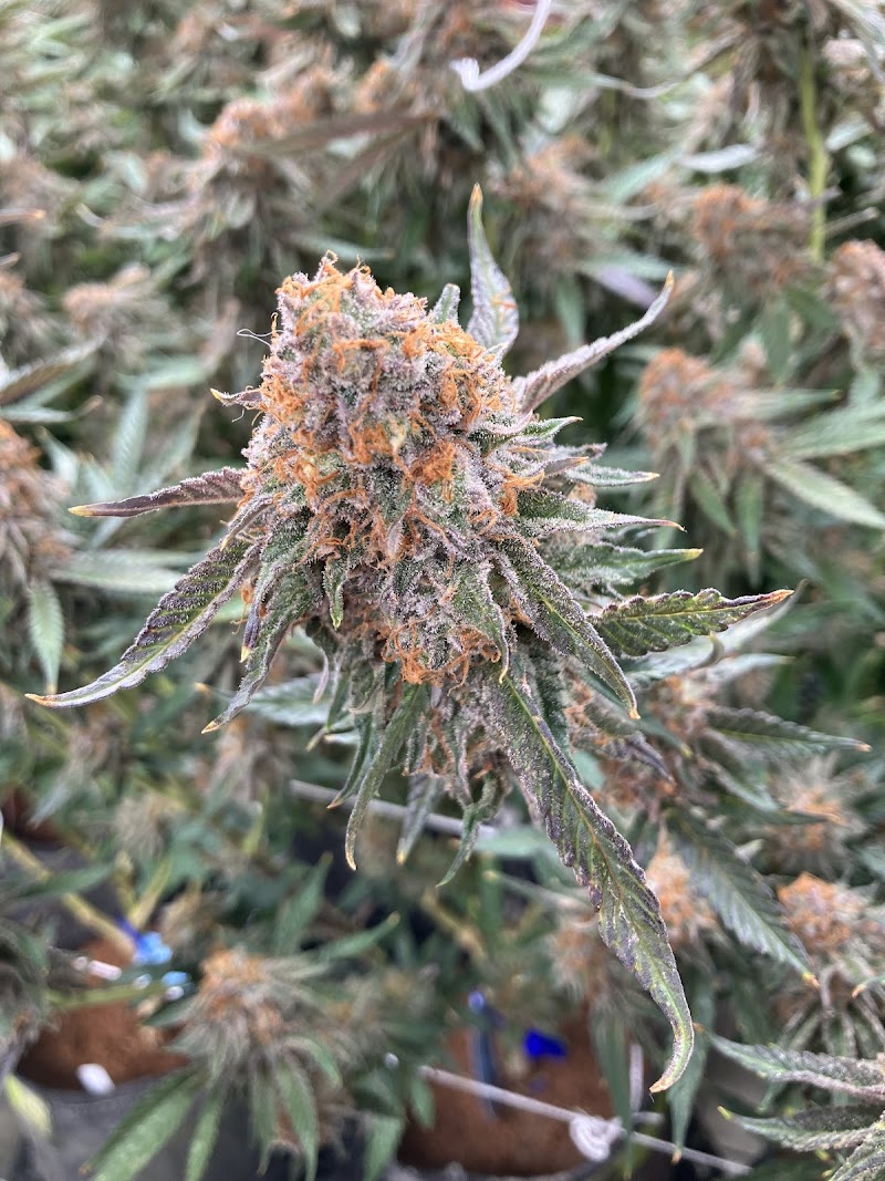 Cannabis Tours cover image