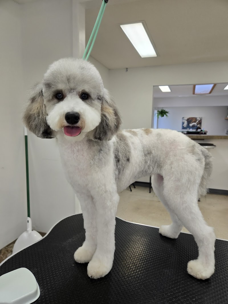 Tailored Tails of Lubbock cover image