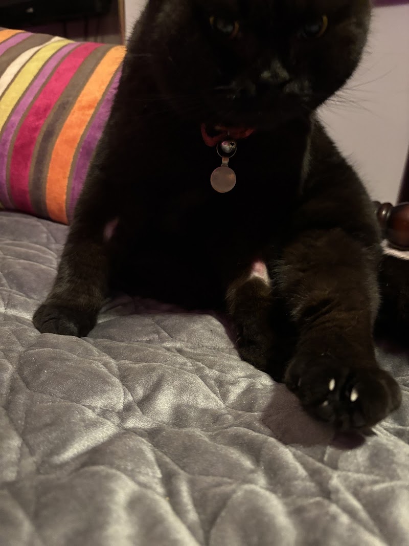 YourVets Solihull cover image