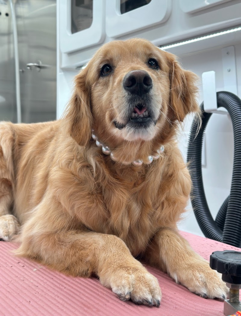 Groom Club cover image