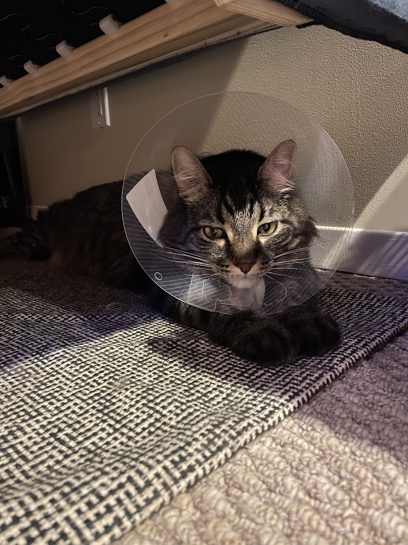 Pawsitive Animal Hospital cover