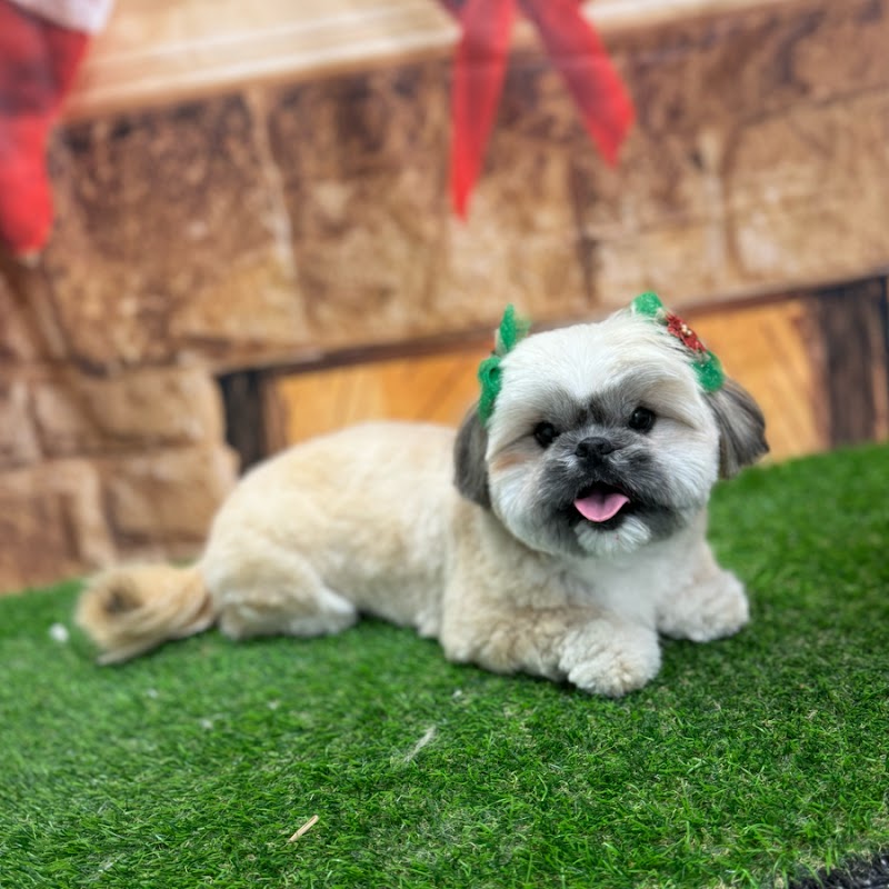 Groomology cover image