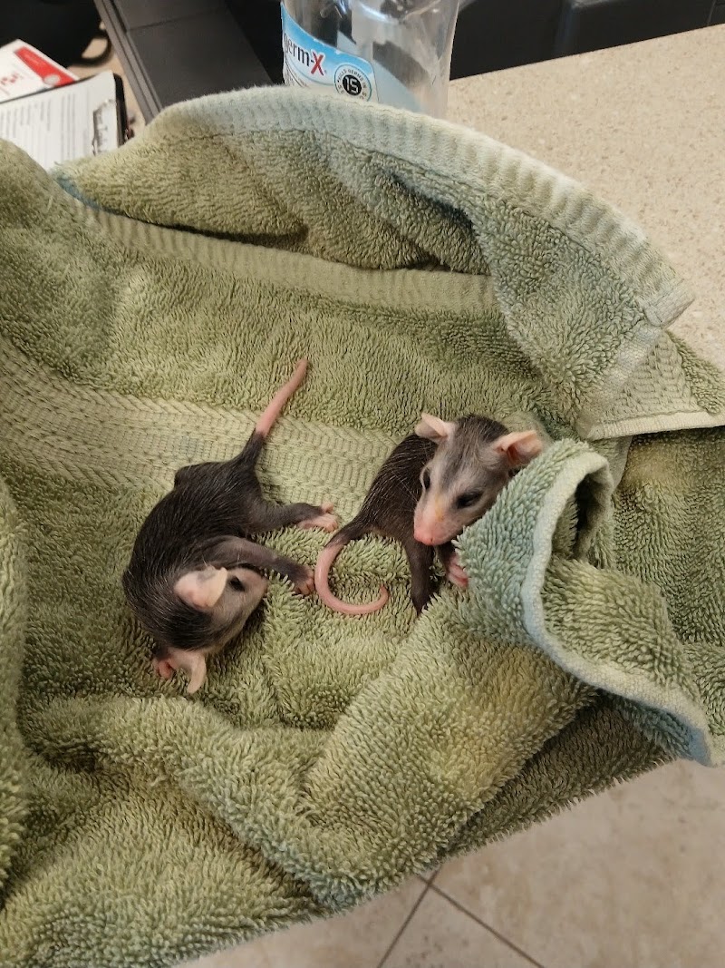 Forest Trails Animal Hospital cover image