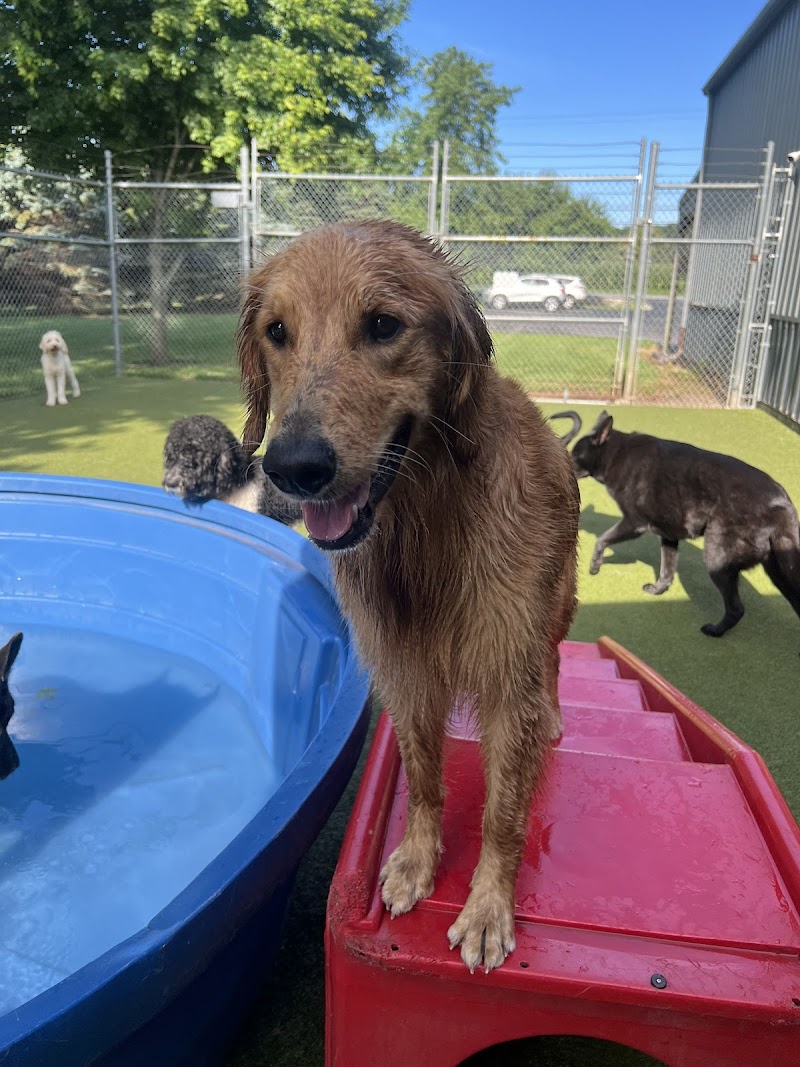 Rover Come Over Doggy Daycare cover image