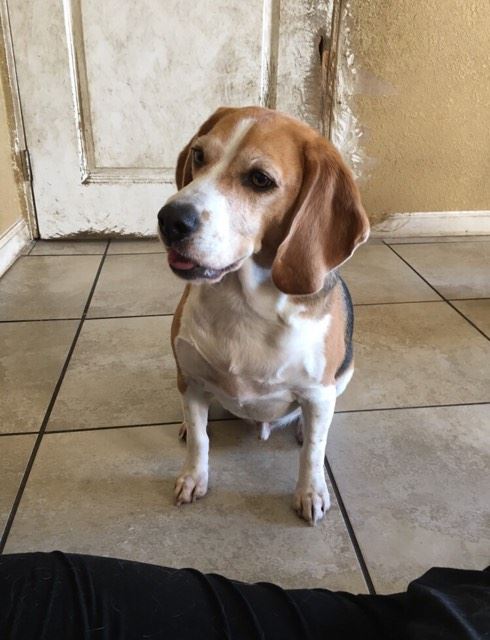 Loving Pet Hotel cover image