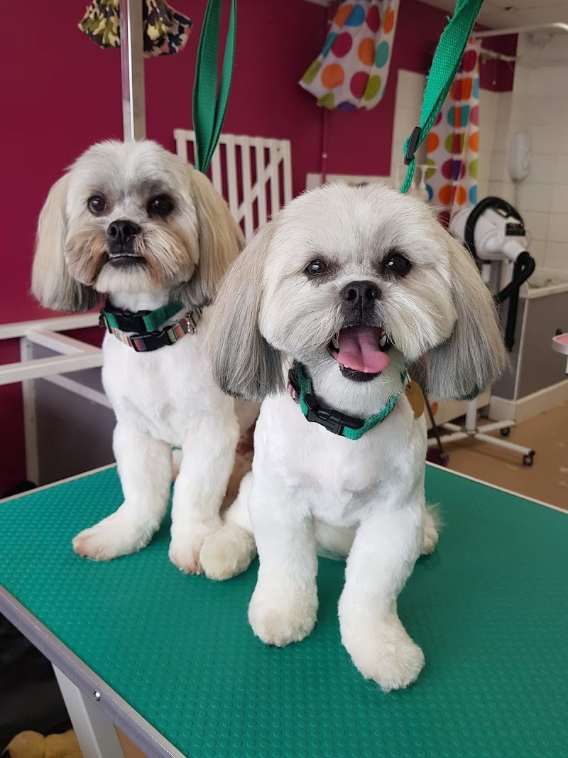 Ruff Cuts Dog Grooming Belfast cover image