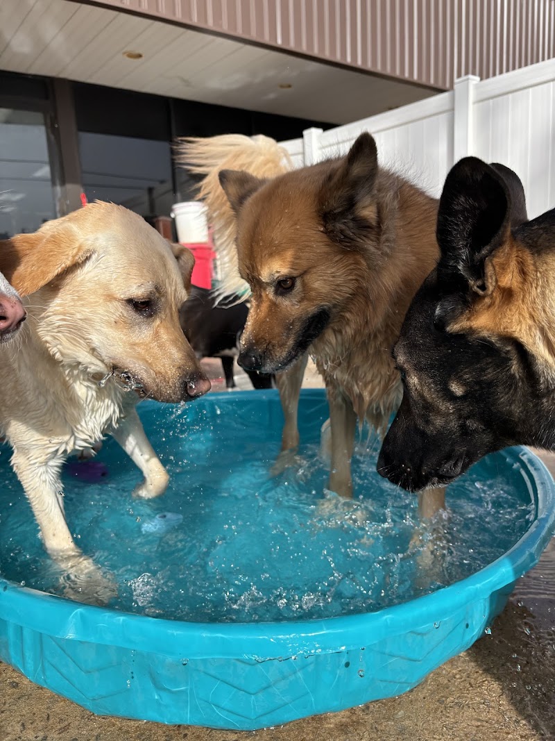 Memorial Crossing Pet Resort cover image