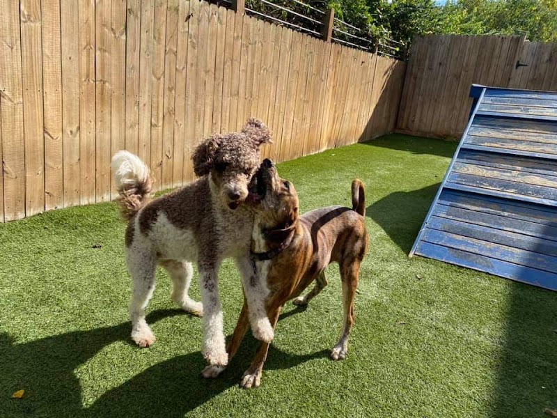 Peace Love and Paws cover image