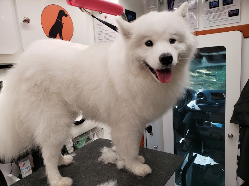 Furry Land Cincinnati cover image