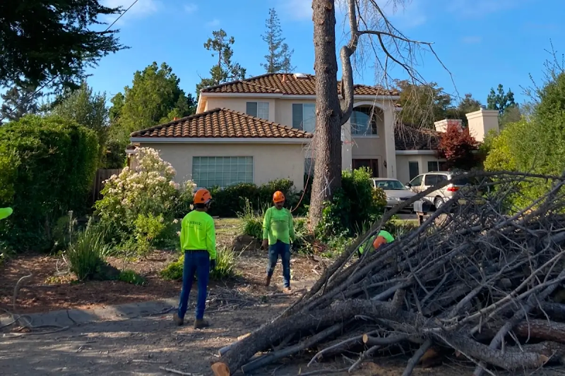 Majestic Tree Service cover image
