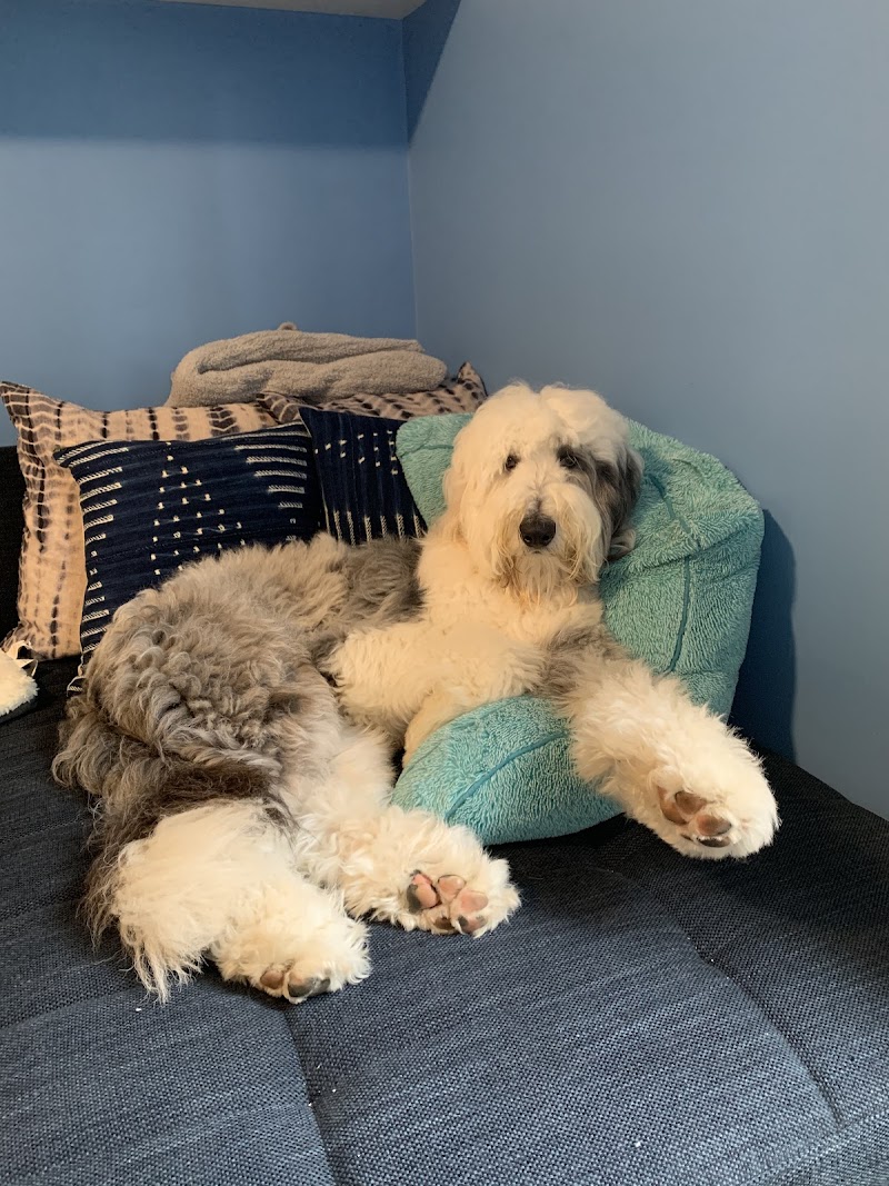 DOGMAN Training cover image