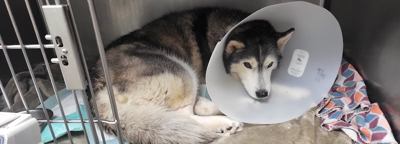 Live Oak Pet Hotel cover image