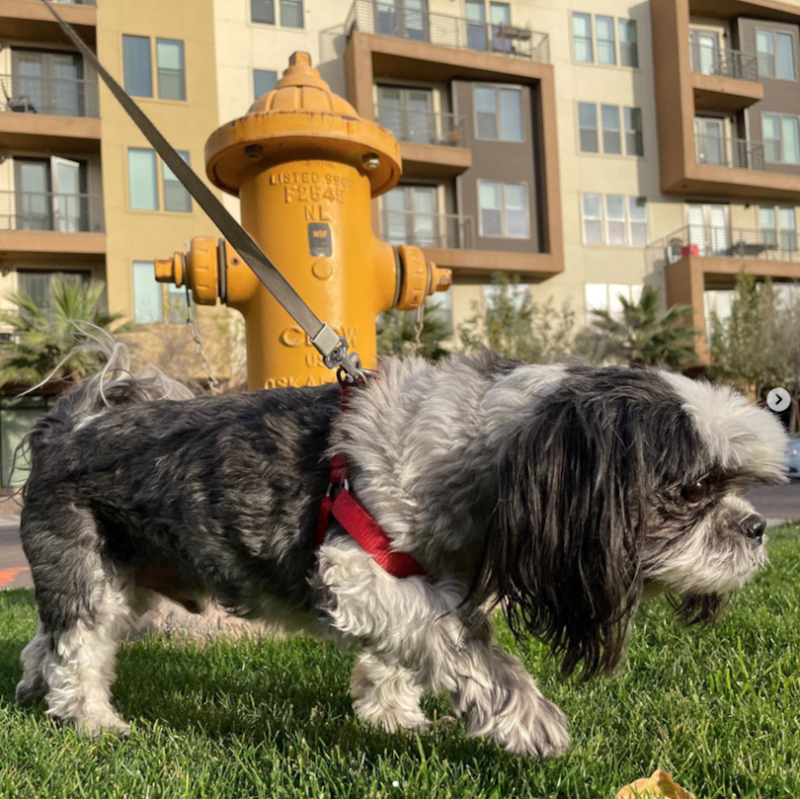 The Local Dog Walker cover image