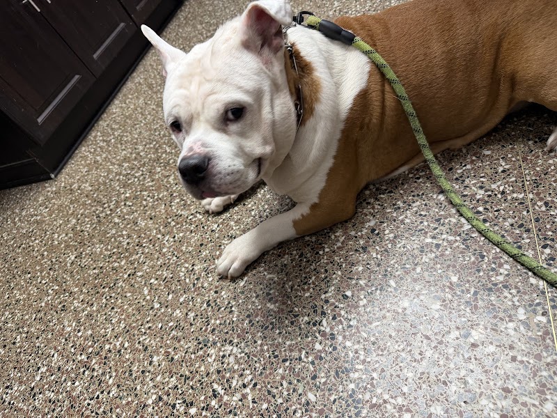 Animal Clinic & Hospital of Jersey City cover image