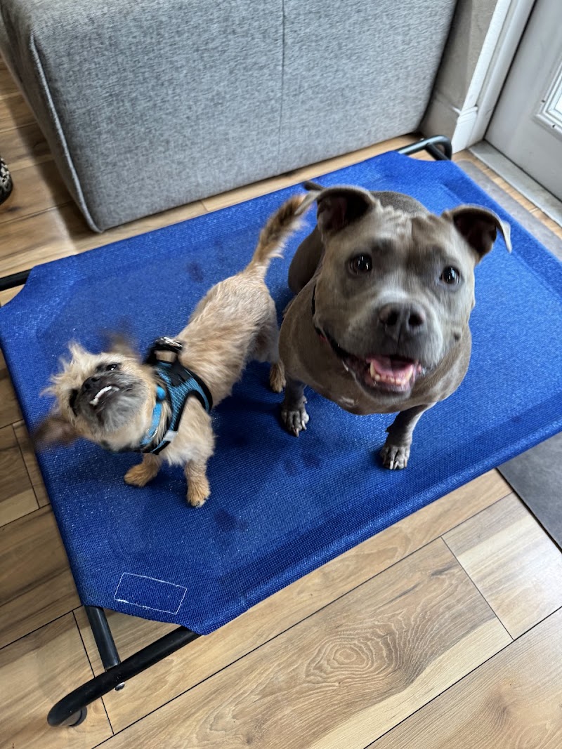 The Bark Stop™️ Force Free, Reward Based Puppy & Dog Training cover image