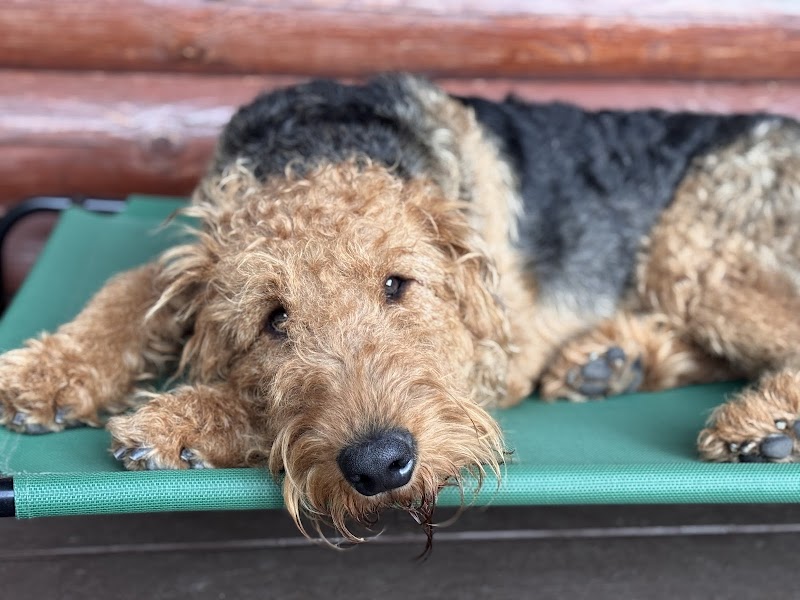 Unleashed Academy cover image