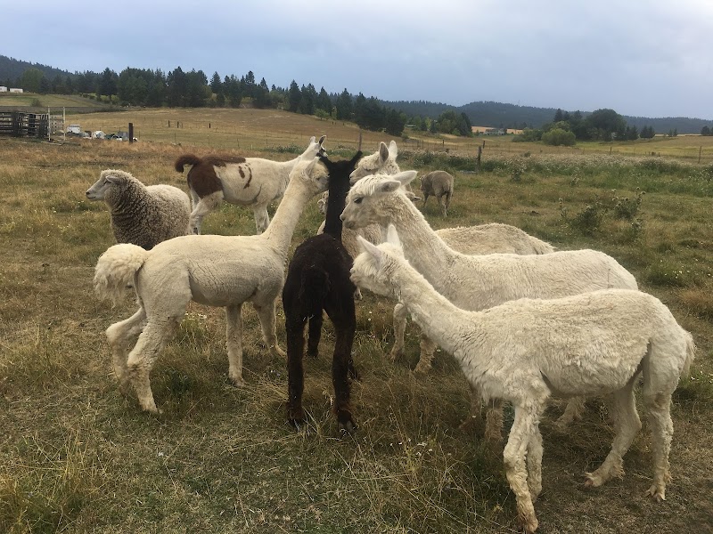 Marcinda Kennels cover image