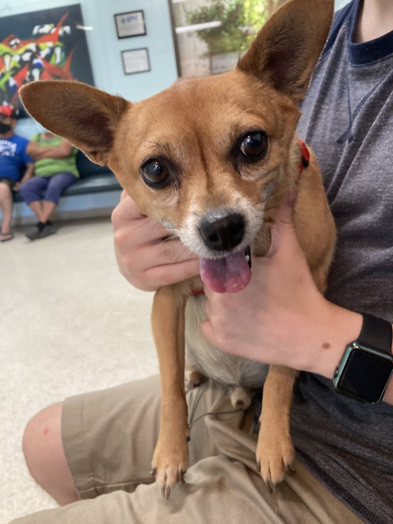 Cedar Veterinary Hospital cover image