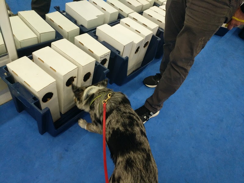 Oakland Dog Training Club cover image